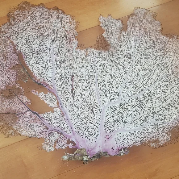 Huge fan coral - Picture 1 of 4